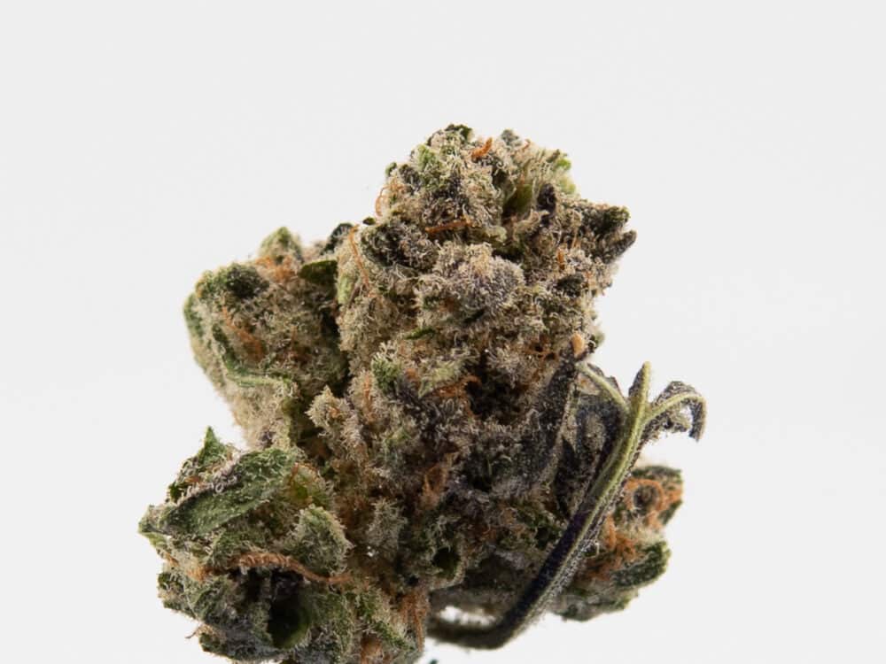 APPLEFRITTER BUD2 1