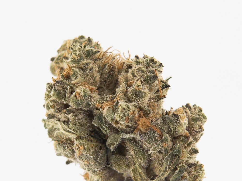 GMO BUD1