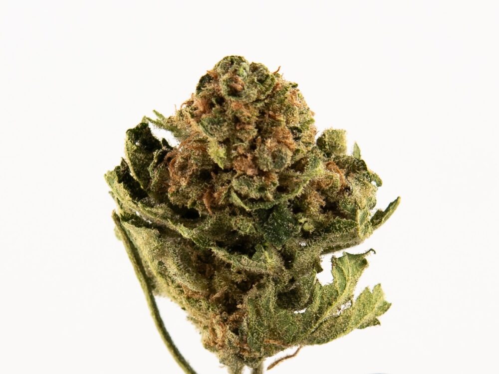 SUPERLEMONOG BUD2