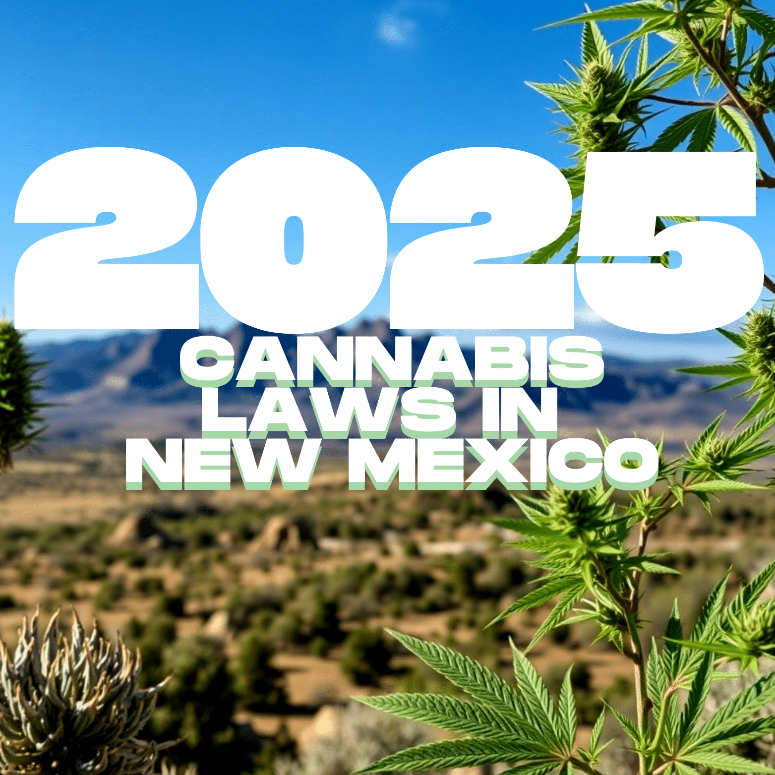 new mexico cannabis laws
