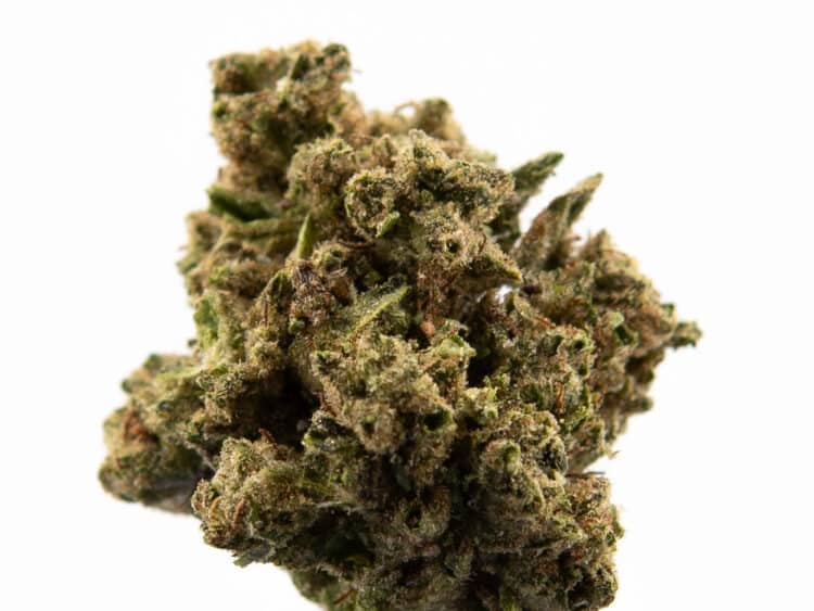 S420 Jelly Pie (H) 1g