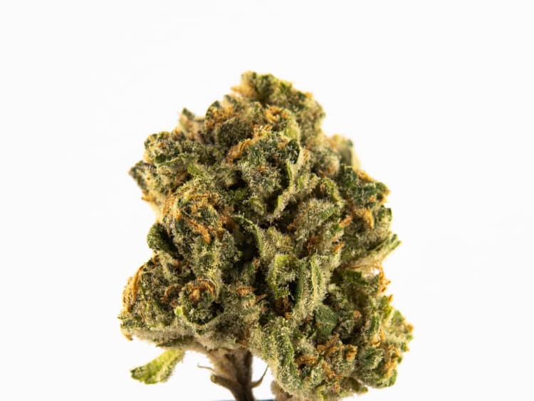 Enchanted Botanicals Blue Drop Top (I) Deli Flower