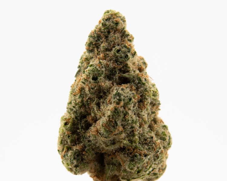 Enchanted Botanicals Lilac Diesel (S) Deli Flower