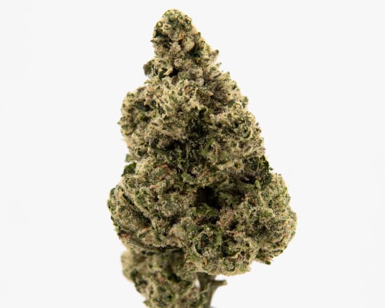 Enchanted Botanicals Sour Hype (H) Deli Flower